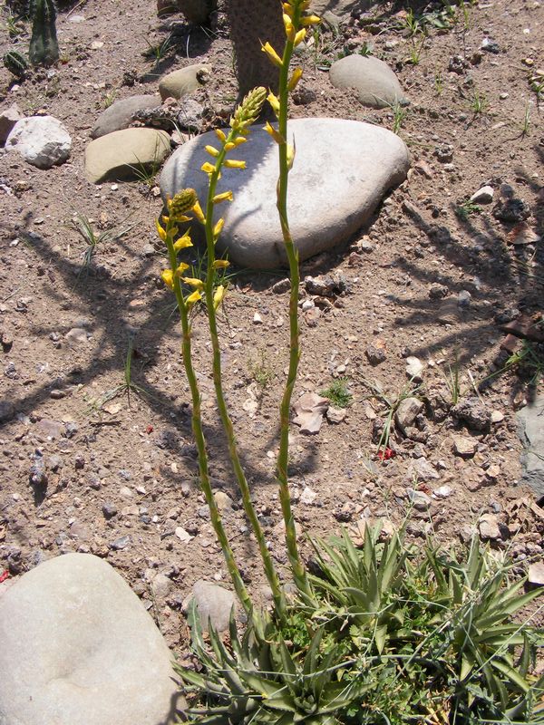 Dyckia eFlora of India